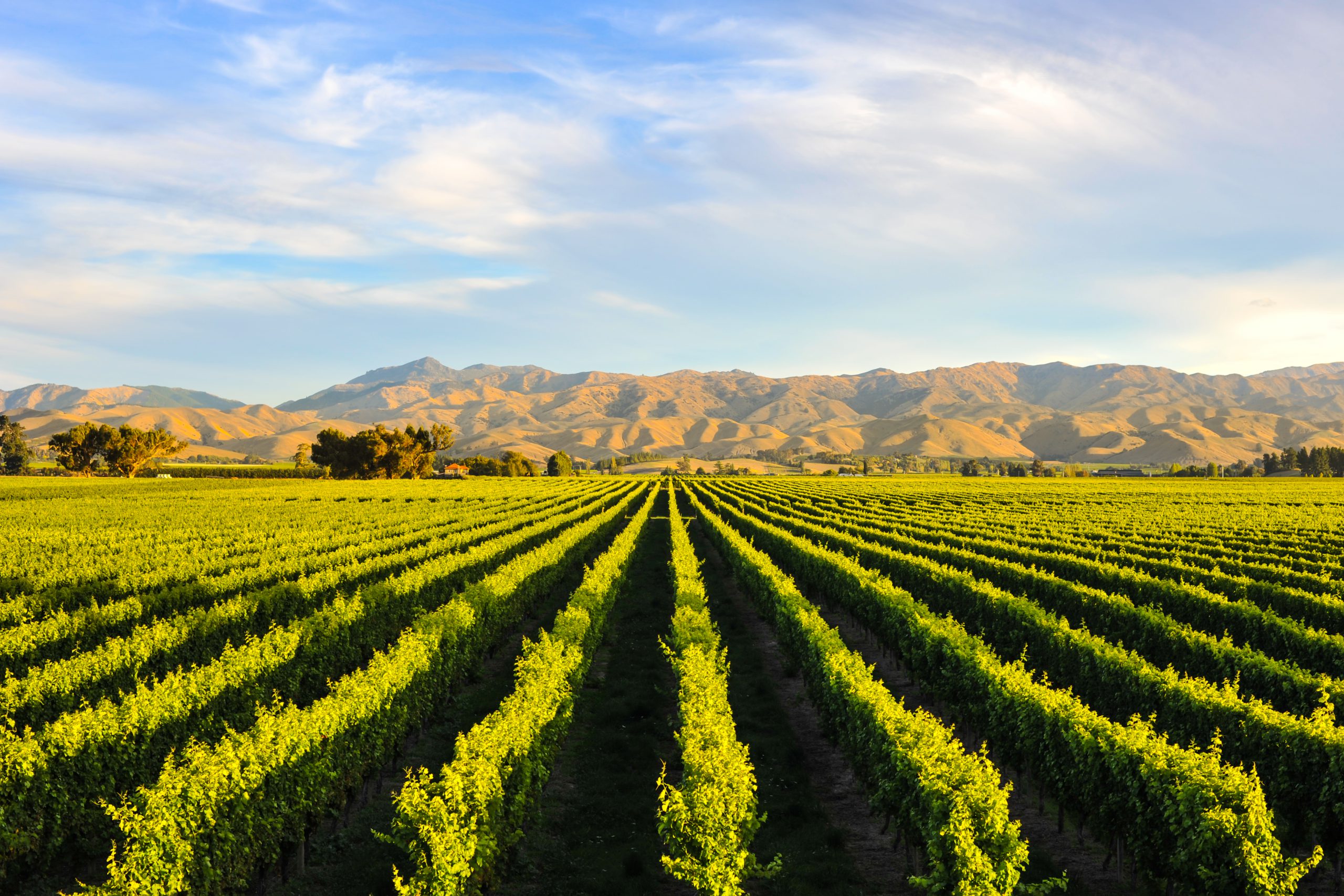 farm field