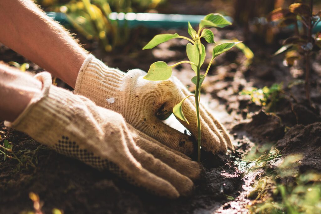 Some vegetables can be grown all year long. By planning well, you may find that you have plenty of vegetables to can and enjoy. Here is some information on planting times for the vegetables that people most often can.